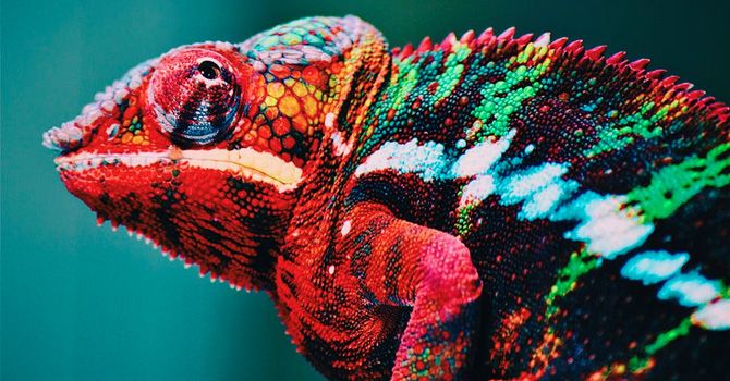 Camaleo - Animacions web