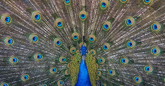 Animacions web - Parallax natura