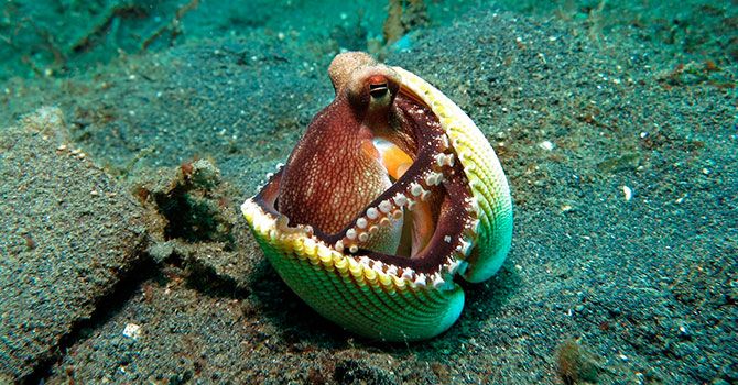 Animacions web - Parallax natura