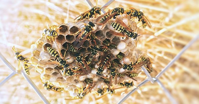 Animacions web - Parallax natura