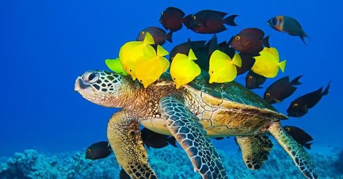 Animacions web - Parallax natura