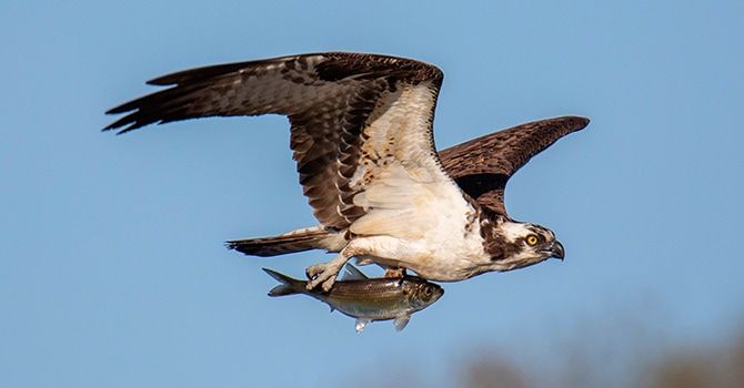 Animacions web - Parallax natura