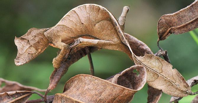 Drac - Seguretat CMS