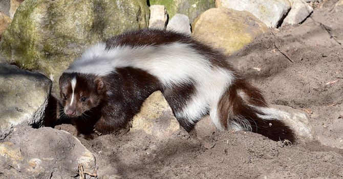 Mofeta - Seguretat CMS