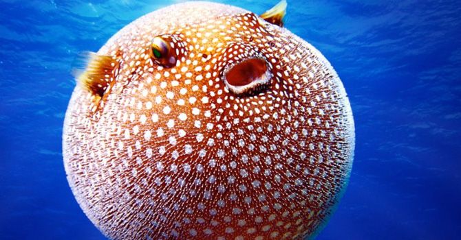 Peix globus - Seguretat CMS