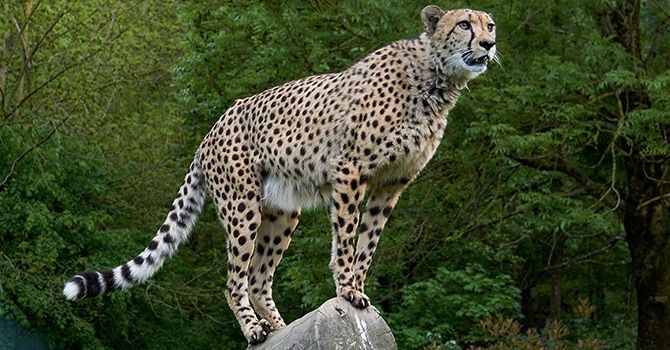guepard
