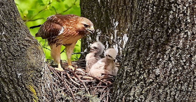 Virus online - Protección naturaleza